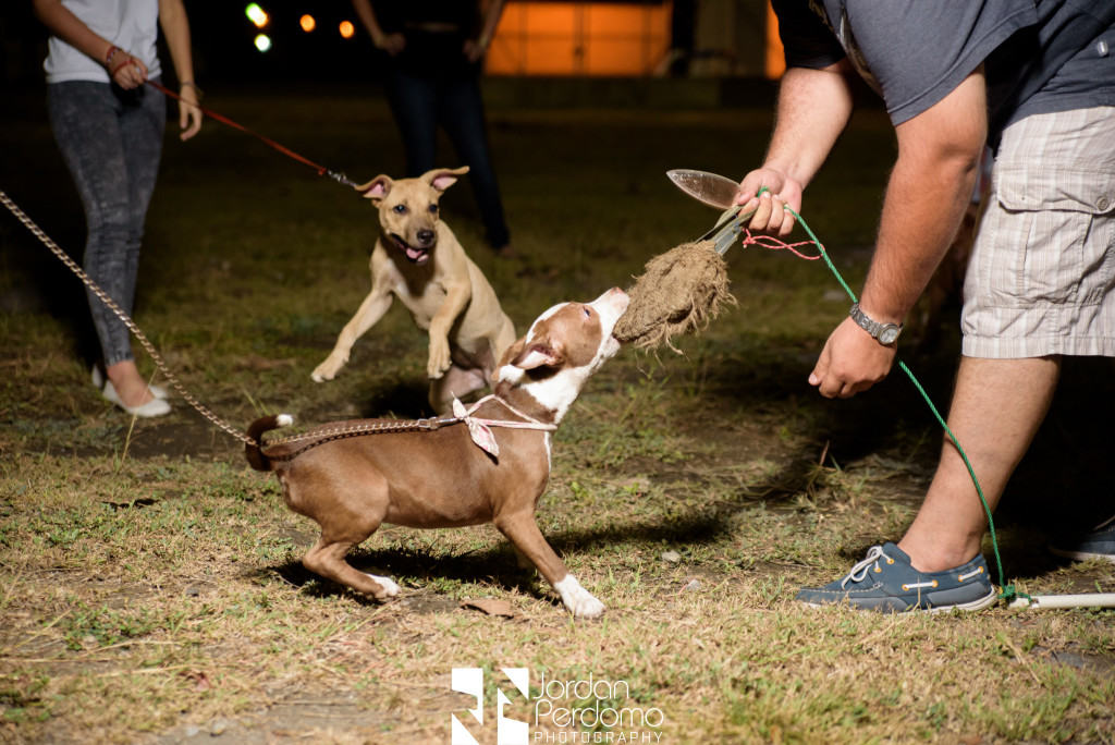 Los cachorros son entrenados para que al crecer sean perros adiestrados para el deporte. Foto HSI/Jordan Perdomo